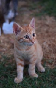 ginger